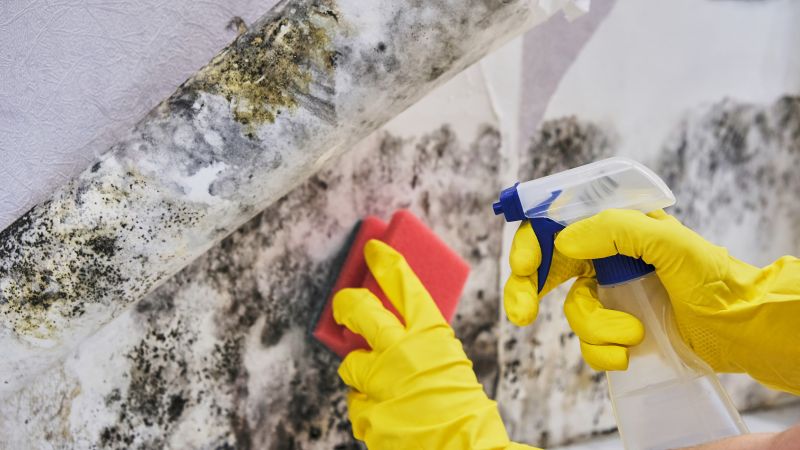 Basement Mold Removal in Essex County, NJ