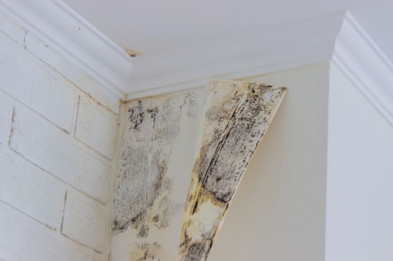 Black Mold Remediation in Essex County, NJ