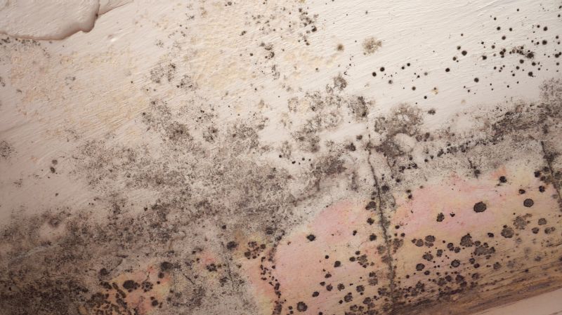 Ceiling Mold Removal in Fort Lauderdale, FL