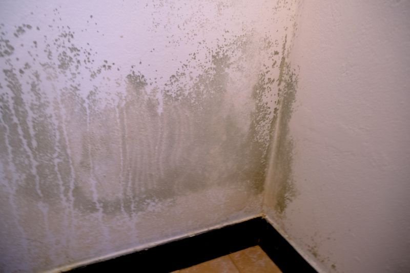 Ceiling Mold Removal in Fort Lauderdale, FL