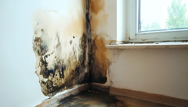 Ceiling Mold Removal in Bergen County, NJ
