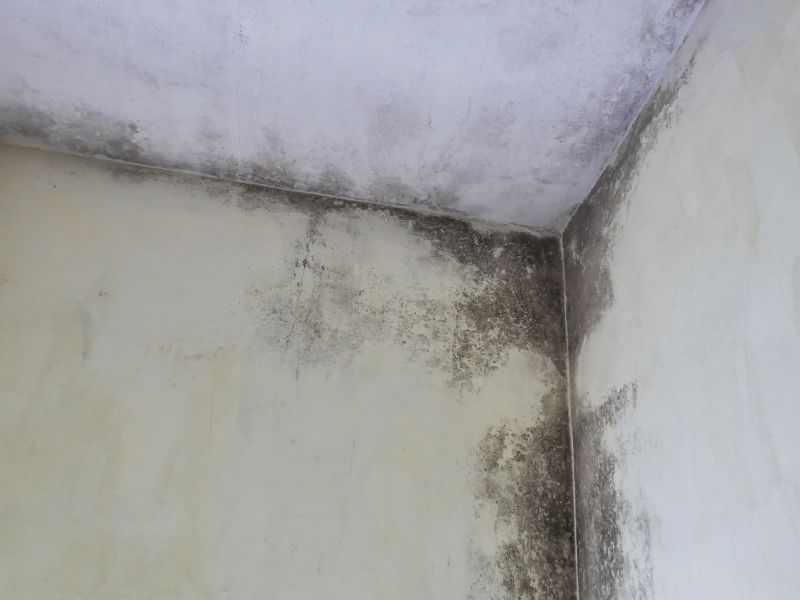 Garage Mold Remediation in Fort Lauderdale, FL
