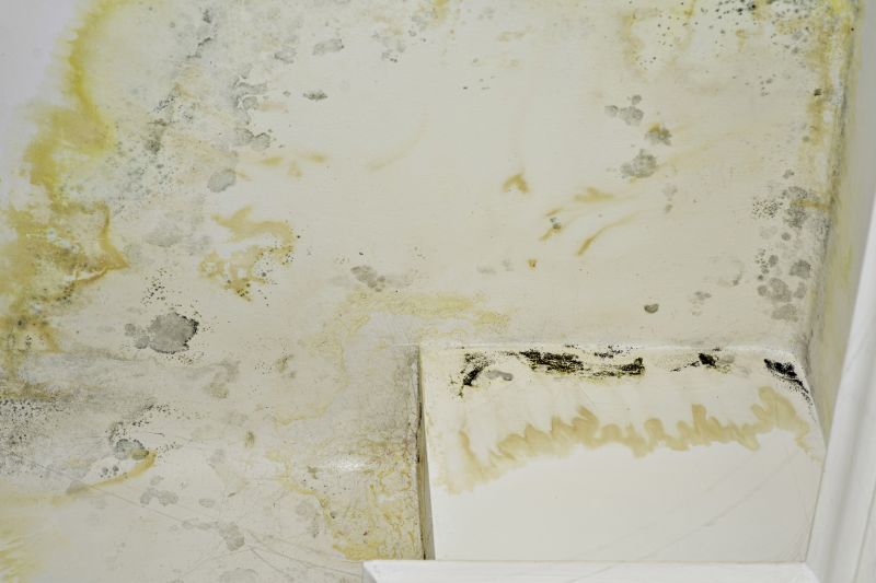 Mold Cleanup Service in Bergen County, NJ