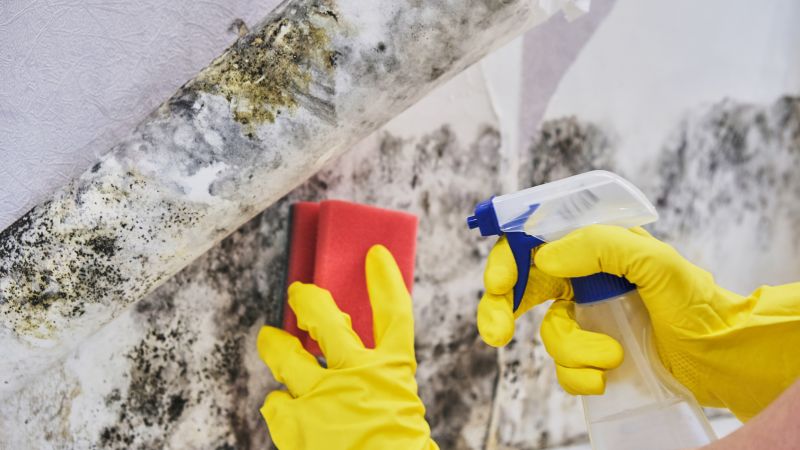 Mold Mitigation Service in Frisco, TX