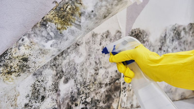 Mold Abatement in Palm Beach County, FL